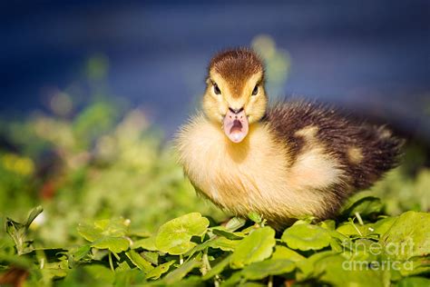 Baby Duck Photograph By Stephanie Hayes Fine Art America