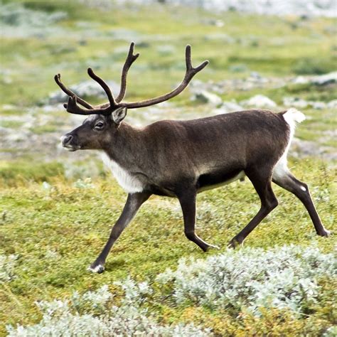 List Of Mammals Of Sweden Wikipedia