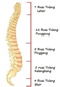 Tulang sendiri terbentuk dari kandungan kalsium yang berbentuk garam yang merekat erat dengan bantuan kalogen. Sistem Rangka Tubuh Manusia - RumusHitung.Com