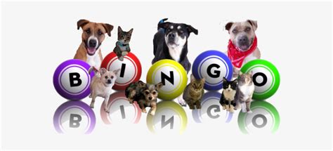 Picture Bingo Dogs Transparent Png 600x312 Free Download On Nicepng