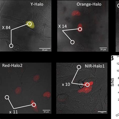 Selectivity And Contrast Of The Halo Probes In Cellular Imaging A