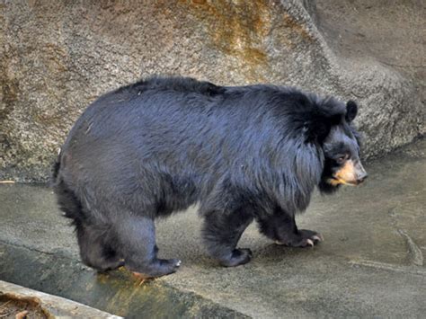 Ursus Thibetanus Thibetanus Tibetan Black Bear In Chiang Mai Zoo
