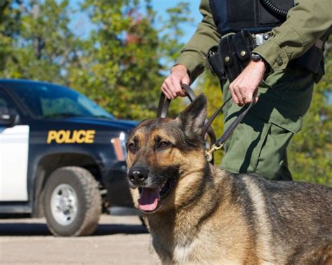 Why German Shepherds Are Used As Police Dogs German Shepherd Dog Hq
