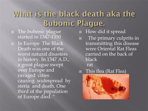 Ppt The Bubonic Plague Started In 1347 1350 Powerpoint Presentation