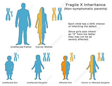 Fragile X Inheritance Illustration Stock Image C0306639 Science