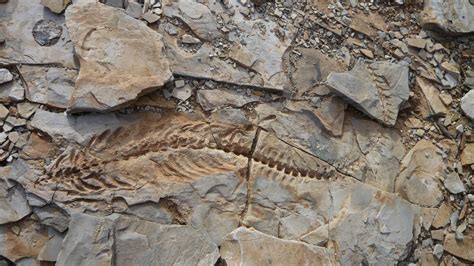 Mesosaurus Early Permian Marine Reptile In Namibia 2488x1400