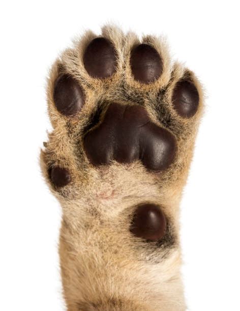 Royalty Free Lion Paw Pictures Images And Stock Photos Istock