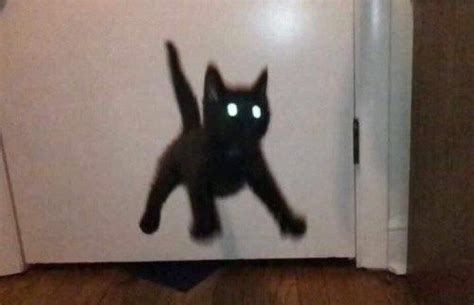 A Black Cat With Glowing Eyes Standing In Front Of A White Refrigerator