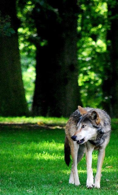 Canadian Timber Wolf Timber Wolf Wolf Life Wolf