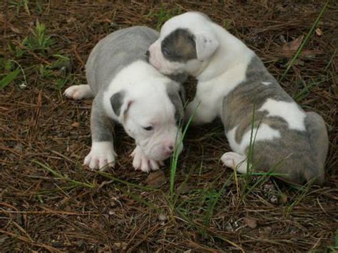 Nkc Rare Blue Brindle American Bulldog Female For Sale In Griffin