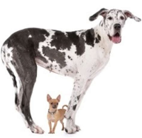 Differences In Behavior Of Big And Little Dogs The Bark