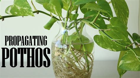 Making a self watering planters with just a plastic bottle and jute in easy way and reusing a plastic bottle and growing money plant for wealth and property to our home. Propagating Pothos or Money Plant in Water & Planting in ...