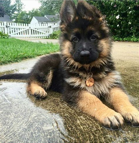 35 German Shepherd Puppies That Really Cute Fallinpets