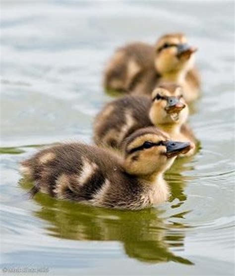 These little babies are super fluffy and fuzzy! 60 Cute Baby Duck Pictures to Make You Say Awww