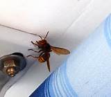 Pictures of Giant Wasp