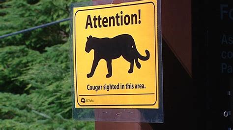Cougar Shows Little Fear Of Humans Near Squamish Bc Cbc News