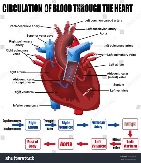 Albums 97+ Wallpaper Pathway Of Blood Through The Heart Diagram Latest