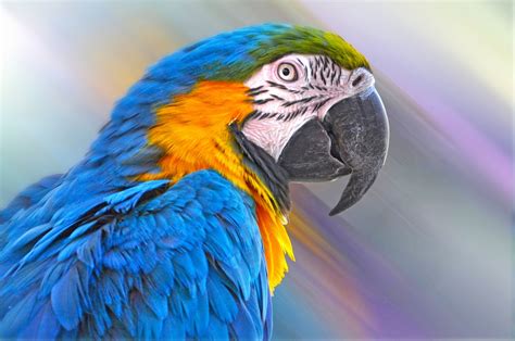 Animal Blue And Yellow Macaw Hd Wallpaper