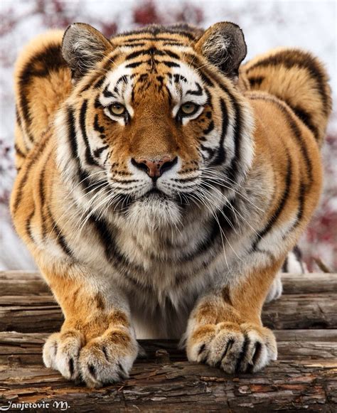 Save The Tiger Tiger Love Tiger Tiger Large Cats Big Cats