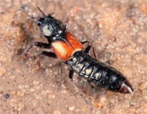 Intertidal Rove Beetle Information And Picture Sea Animals