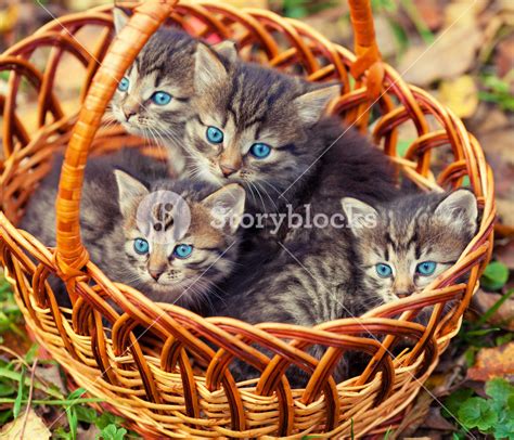 Adorable Kittens In A Basket Outdoors Royalty Free Stock Image