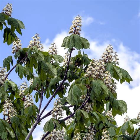 Branches Of A Flowering Chestnut Tree Stock Image Image Of Garden