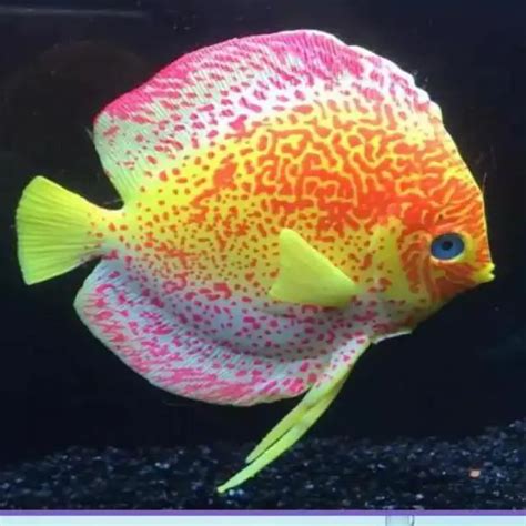 1pcs Silicone Aquarium Artificial Tropical Fish Decoration Fish Tank