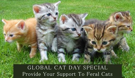 Join us at global cat day.org. 10 Amazing Tips to Save Feral Cats on this Global Cat Day