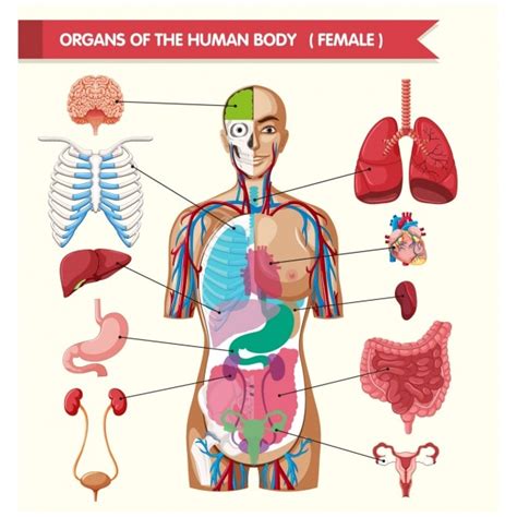 anatomie menselijk lichaam