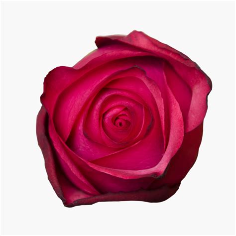 Inicio Eden Roses 2016 Eden Rose Heritage Rose Hybrid Tea Roses