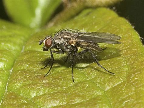 Macro Of A Black Fly On A Green Leaf Stock Photo Image Of Hover Good