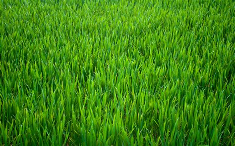 Download Green Grass Hd Wallpaper By Samuelsims Grass Wallpapers