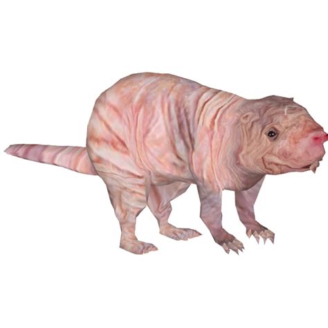 Naked Mole Transparent Png Stickpng Hot Sex Picture