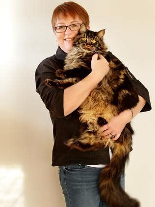 They gain as much as 2 pounds (0.9 kilograms) per month during their growing cycle, which. Sydney's biggest cat: This maine coon weighs 8kg and is ...