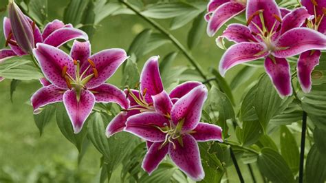 Lilien Richtig Pflanzen Und Pflegen Ndrde Ratgeber Garten