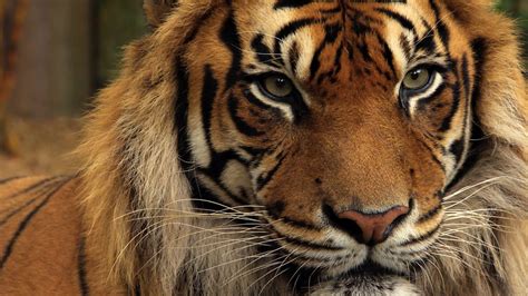 Bbc Two Tigers About The House Series 1 Sumatran Tigers Why Are