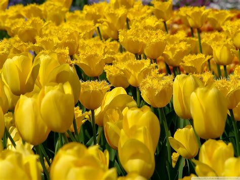 Lovely Yellow Tulip Wallpaper Colors Wallpaper 34512439 Fanpop