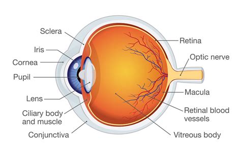 How Eyes Work Sight Research Uk