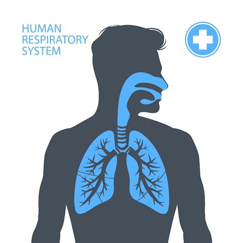 premium vector human lungs respiratory system illustration
