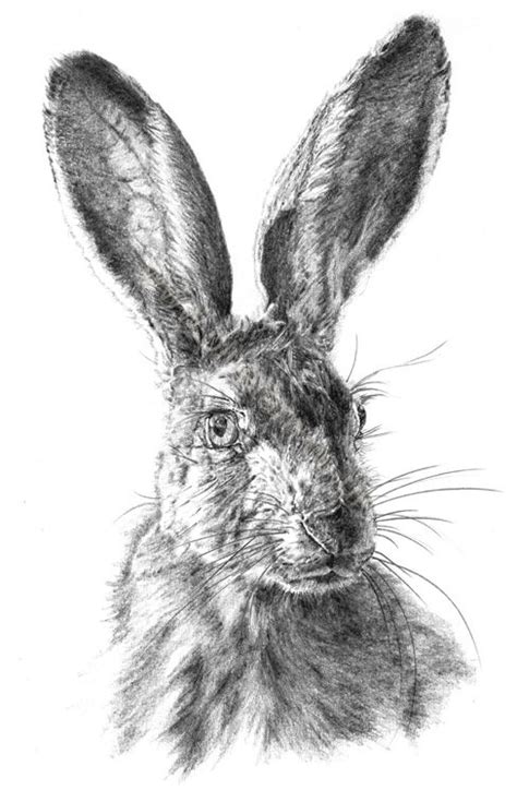 Hare Pencil Drawing Artist Künstler Vivienne Coleman Art