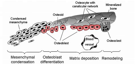 Ossification Process