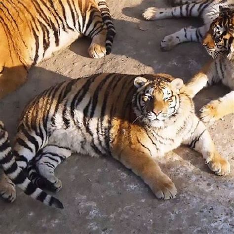 Worlds Fattest Tigers Become Unlikely Tourist Attraction After