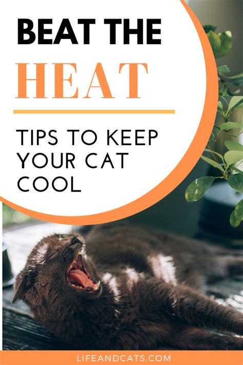 a cat yawning with the words beat the heat tips to keep your cat cool