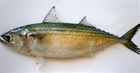 Jenis ikan laut satu ini memiliki daging yang lembut dan tebal. Jenis - Jenis Ikan Air Laut Ekonomis Penting [Bagian 20 ...