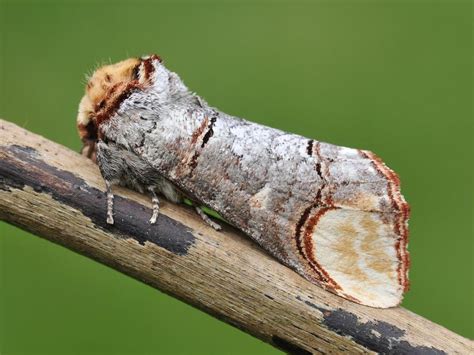 Moth Camouflage Butterfly Conservation