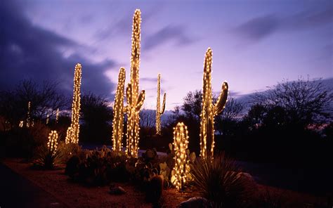 Cactus Desert Sunset Evening Night Lighting Lights Garland