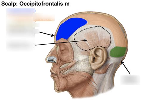 Occipitofrontalis Diagram Quizlet