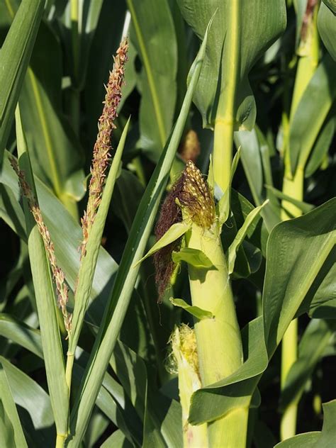 Free Photo Corn Plant Corn On The Cob Free Image On Pixabay 896658