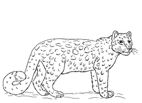 Snow leopard clipart colouring page pencil and in color snow. Snow Leopard coloring page from Snow leopards category ...