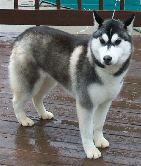 All White Siberian Husky Picture Dog Breeders Guide